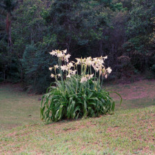 http://andrewdefreitas.com/files/dimgs/thumb_1x225_3_531_8026.jpg